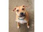 Darla (main Campus - Waived Fee), American Pit Bull Terrier For Adoption In