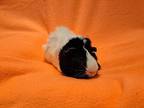Dr Nefario And El Macho, Guinea Pig For Adoption In South Bend, Indiana