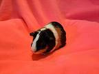 Shiloh And Sophie, Guinea Pig For Adoption In South Bend, Indiana