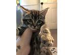 Asta, Domestic Shorthair For Adoption In Greensboro, North Carolina