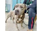 Adobo, American Pit Bull Terrier For Adoption In Oakland, California