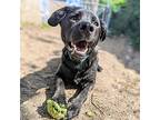 Freddy, Retriever (unknown Type) For Adoption In Oakland, California