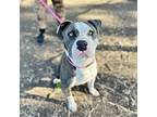 Dandy, American Pit Bull Terrier For Adoption In Oakland, California