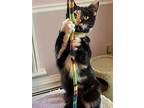 Holly, Domestic Shorthair For Adoption In Markham, Ontario