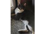 Alvin, Domestic Shorthair For Adoption In Santa Cruz, California