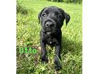 Otto, Terrier (unknown Type, Medium) For Adoption In Newport, Kentucky