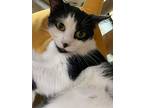 Charm, Domestic Shorthair For Adoption In Lyons, New York