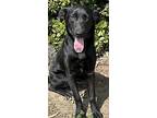 Sadie, Labrador Retriever For Adoption In Santa Ana, California