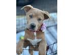 Belle, American Staffordshire Terrier For Adoption In Phoenix, Arizona