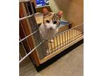 Dora, Levittown Petsmart (fcid 4/9/24-124), Calico For Adoption In Greenville