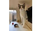 Della, Domestic Shorthair For Adoption In Gloucester, Massachusetts