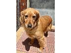 Rachel, Golden Retriever For Adoption In Port Washington, New York