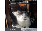 Kaju, Domestic Shorthair For Adoption In Toronto, Ontario