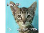 Niles, Domestic Shorthair For Adoption In Hermosa Beach, California