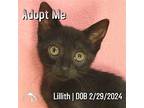 Lillith, Domestic Shorthair For Adoption In Hermosa Beach, California