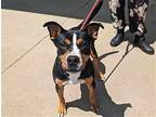 Ava Mariie, Terrier (unknown Type, Medium) For Adoption In Anniston, Alabama