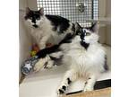 Picasso And Sui - At Petco Germantown, Domestic Longhair For Adoption In