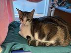 Rocket - Maui Cat, Domestic Shorthair For Adoption In Milpitas, California