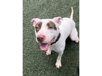 Emilia, American Pit Bull Terrier For Adoption In Madison, New Jersey