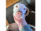 Hogan, American Pit Bull Terrier For Adoption In Ann Arbor, Michigan