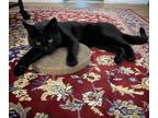 Toothless, Domestic Shorthair For Adoption In Calgary, Alberta