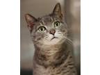 Bobby, Domestic Shorthair For Adoption In Hastings, Minnesota