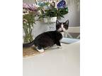 Finn, Domestic Shorthair For Adoption In Steinbach, Manitoba