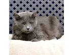 Shade, Domestic Longhair For Adoption In Fort Davis, Texas