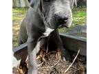 American Staffordshire Terrier Puppy for sale in Arnold, MO, USA