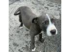 American Staffordshire Terrier Puppy for sale in Arnold, MO, USA