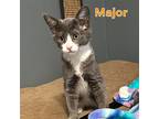 Paw Patrol Kitten Litter!, Domestic Shorthair For Adoption In Bronx, New York