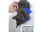 Midnight, Domestic Shorthair For Adoption In Bridgewater, New Jersey