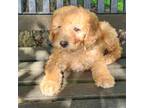 Mutt Puppy for sale in Penn Yan, NY, USA