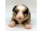 Miniature Australian Shepherd Puppy for sale in Foxworth, MS, USA