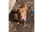 Elias, American Pit Bull Terrier For Adoption In Washington
