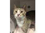 Ryder, Domestic Shorthair For Adoption In Matteson, Illinois