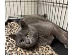 Triscuit, Domestic Shorthair For Adoption In Anderson, Indiana