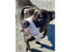 Rainbow, American Pit Bull Terrier For Adoption In Anderson, Indiana