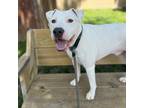 Ray (east Campus- Waived Fee), American Pit Bull Terrier For Adoption In