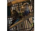 Blanche And Monty, Parakeet - Other For Adoption In Aurora, Illinois