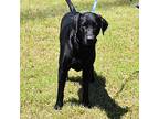 Cody, Labrador Retriever For Adoption In Searcy, Arkansas