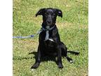 Turvy, Labrador Retriever For Adoption In Searcy, Arkansas