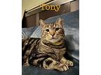 Tony, Domestic Shorthair For Adoption In Chicago, Illinois