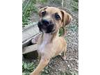 Tater Tot, Border Terrier For Adoption In Hillsboro, Missouri