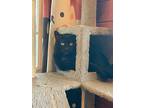 Elvira, Domestic Shorthair For Adoption In Kerhonkson, New York