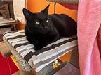 Pica, Domestic Shorthair For Adoption In Comox, British Columbia