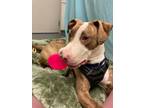 Marvin, Bull Terrier For Adoption In Marquette, Michigan