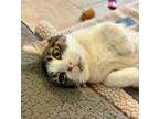 Valley, Domestic Shorthair For Adoption In Reisterstown, Maryland