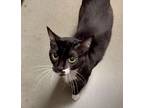 Peppermint, Domestic Shorthair For Adoption In Frederick, Maryland