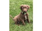 Brownie (glades Road Pups), Labrador Retriever For Adoption In Lewis Center